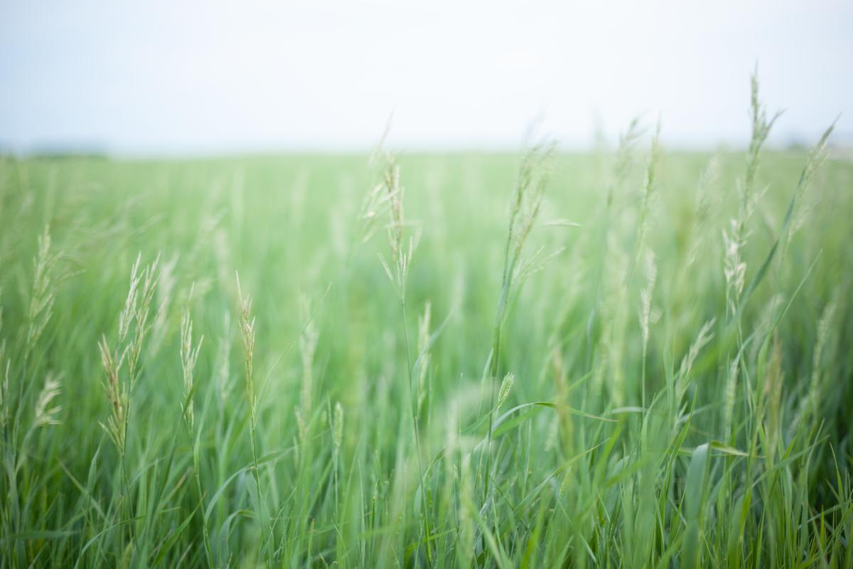 grasslands in the wind