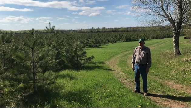 With reforesting projects such as these under its belt, the MARC&D is now helping to tackle the Minnesota Million project. person standing outside next to a large plot of small trees