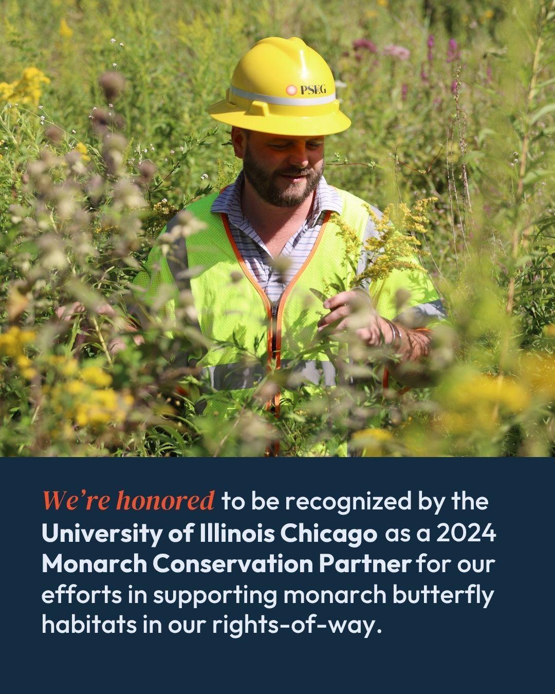 PSEG employee in pollen field. "We're honored to be recognized by the University of Illinois Chicago as a 2024 Monarch Conservation Partner for our efforts in supporting monarch butterfly habitats in our rights-of-way."