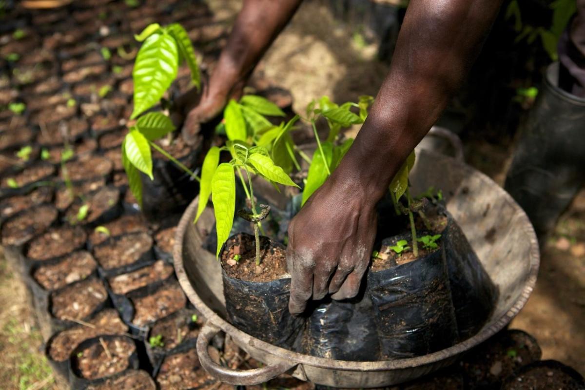 Hands holding plant starts