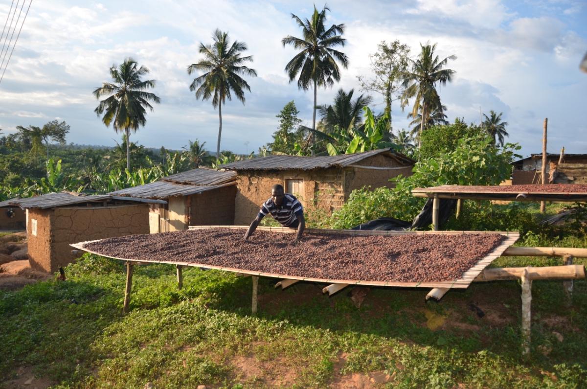 A Cocoa Life farm in Ghana. 