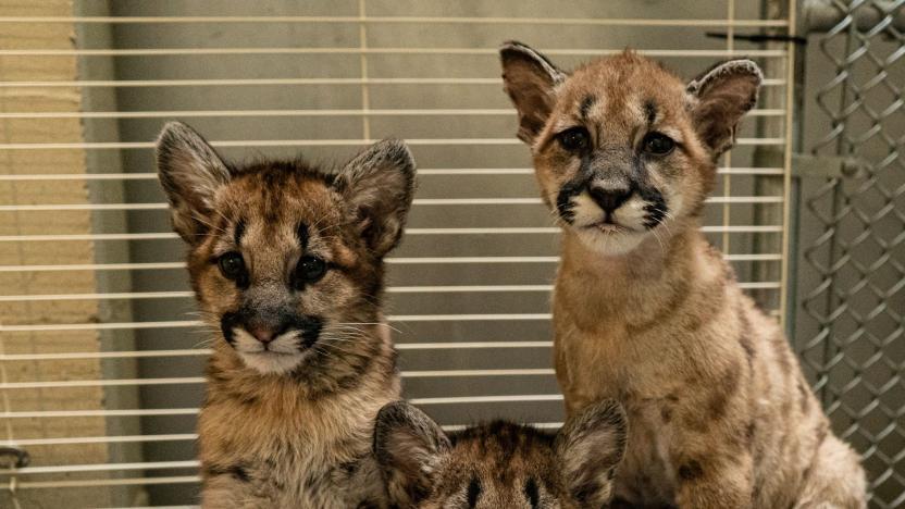 Mountain lion cubs 