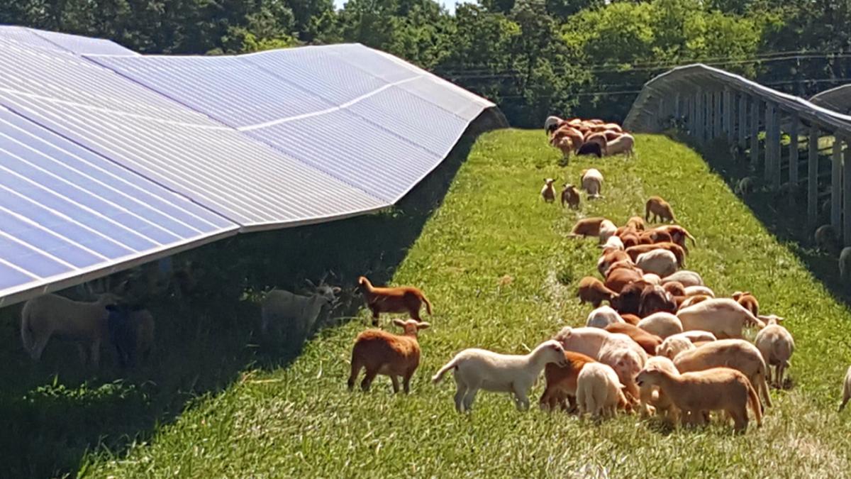 Photo Credit: North Carolina State University College of Agriculture and Life Sciences Farm animals roaming under solar panels