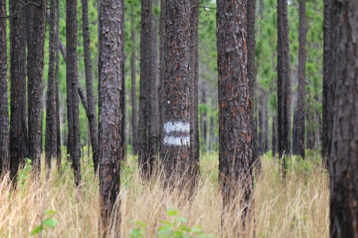 trees in a forest