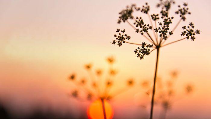 Close up of a small flower with sunset in the background.