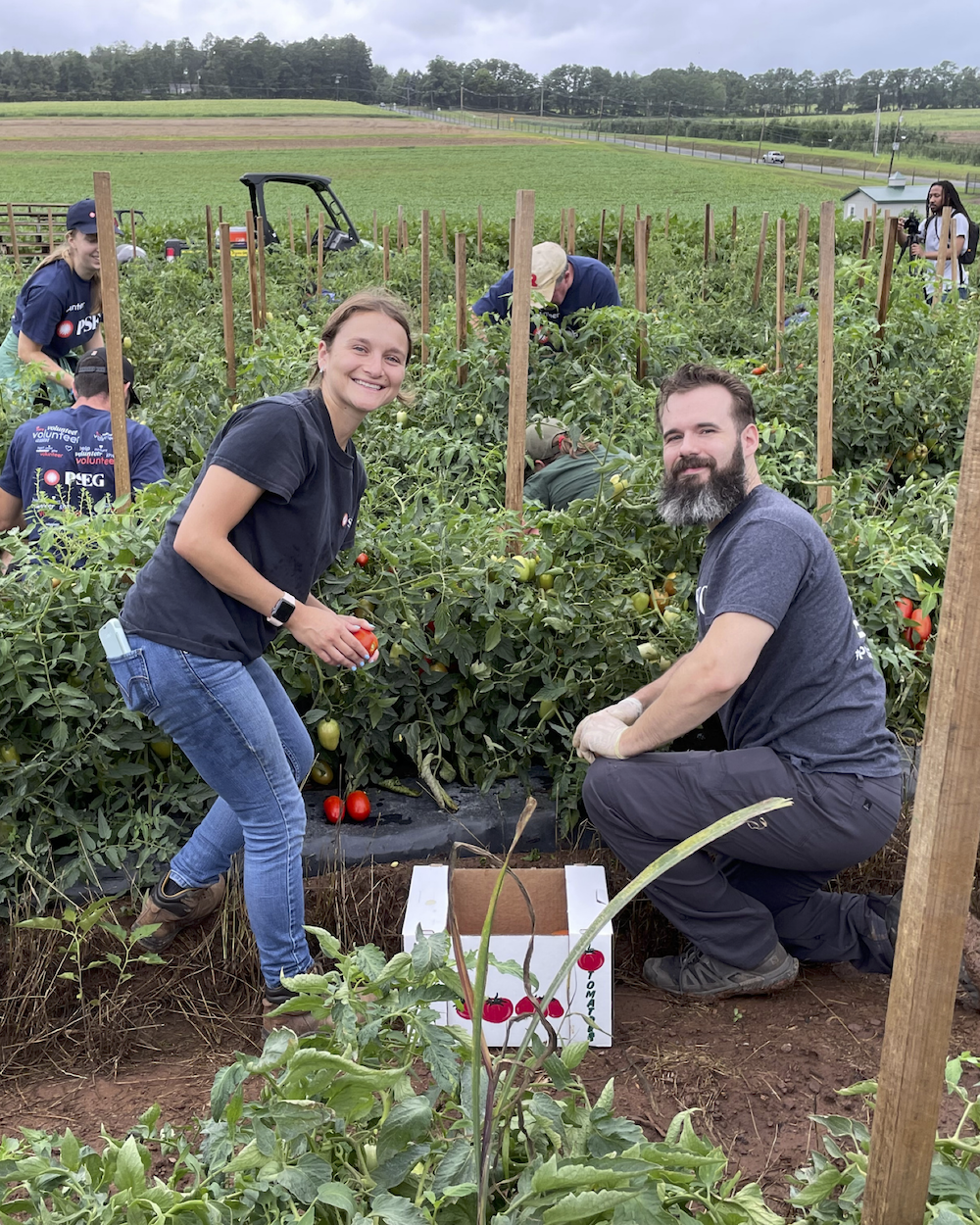 Group picking tomatoes