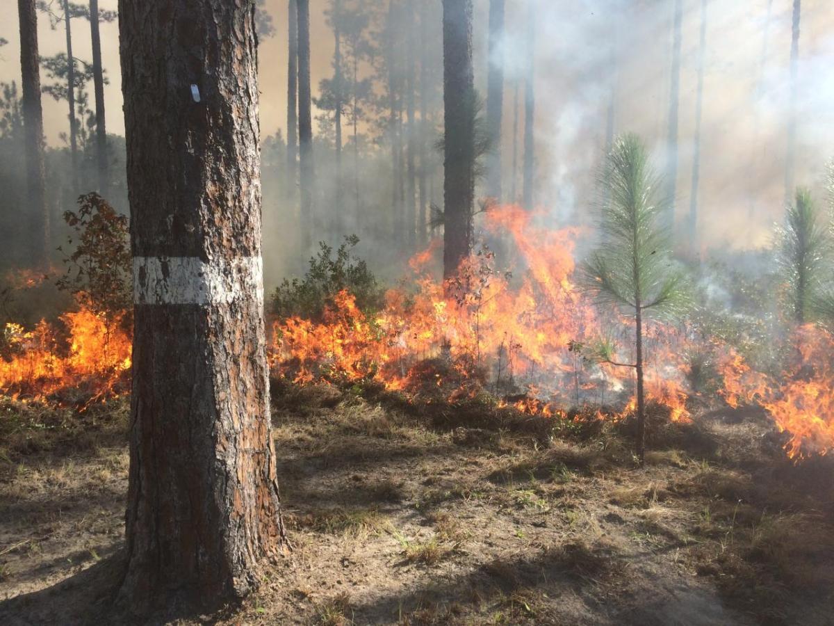 Tree in a burning forest