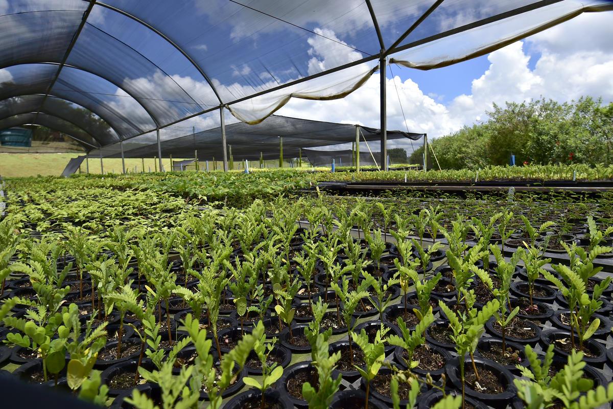 Native seedlings ready for use in forest restoration. 