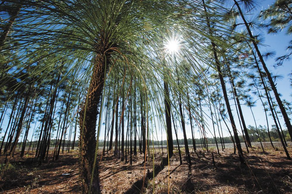 Fairlawn Plantation will remain undeveloped following several mitigation deals with some of the region’s biggest employers. (Photo/Mac Stone Photography and Open Space Institute)
