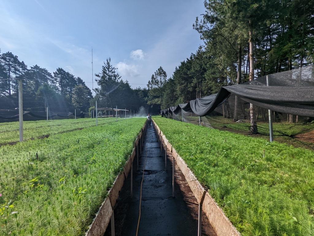 One Tree Planted’s Forests for Monarchs site in Michoacan, Mexico. Photo Credit: One Tree Planted Fields of trees being planted