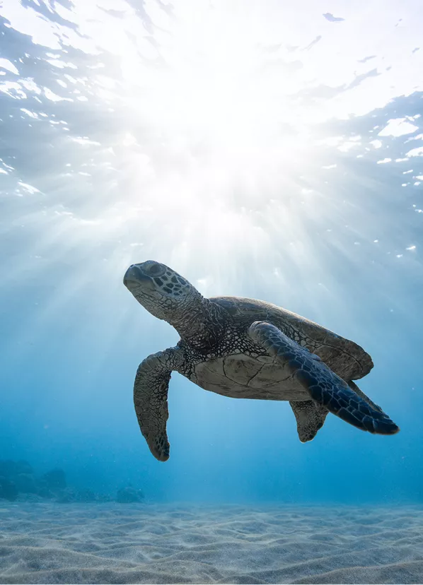 Turtle swimming in the ocean