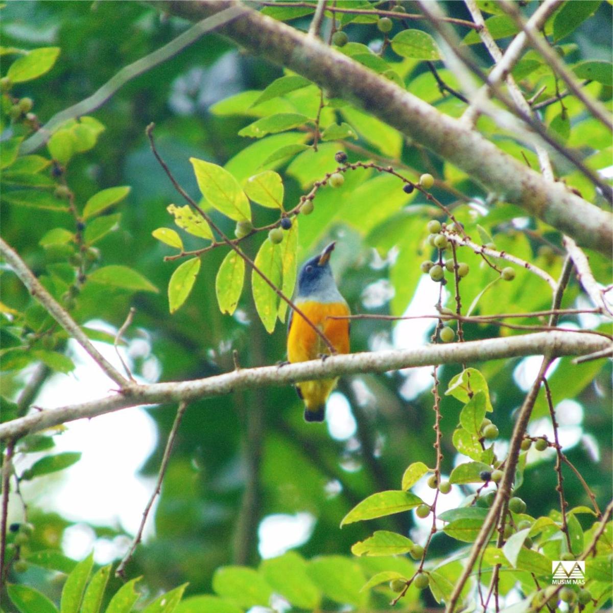 Orange bellied flowerpecker