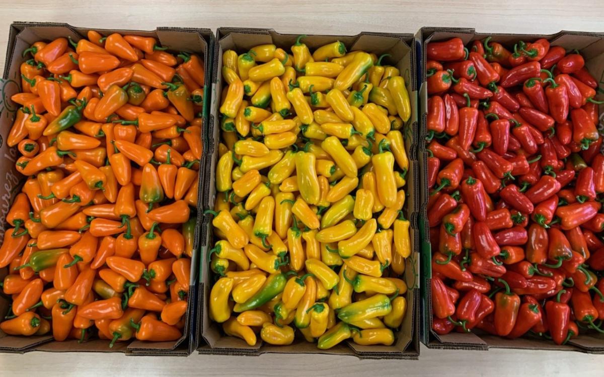 peppers sorted into boxes