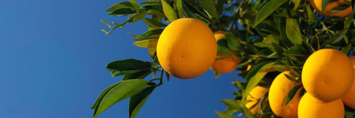 Looking up to ripened oranges on a tree