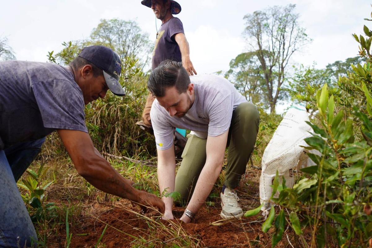 Planting baru nut trees