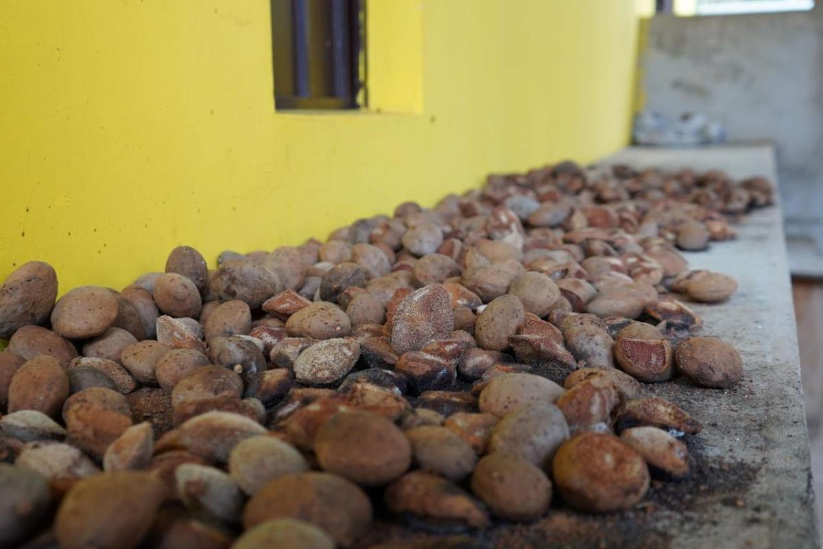 Dried baru nuts