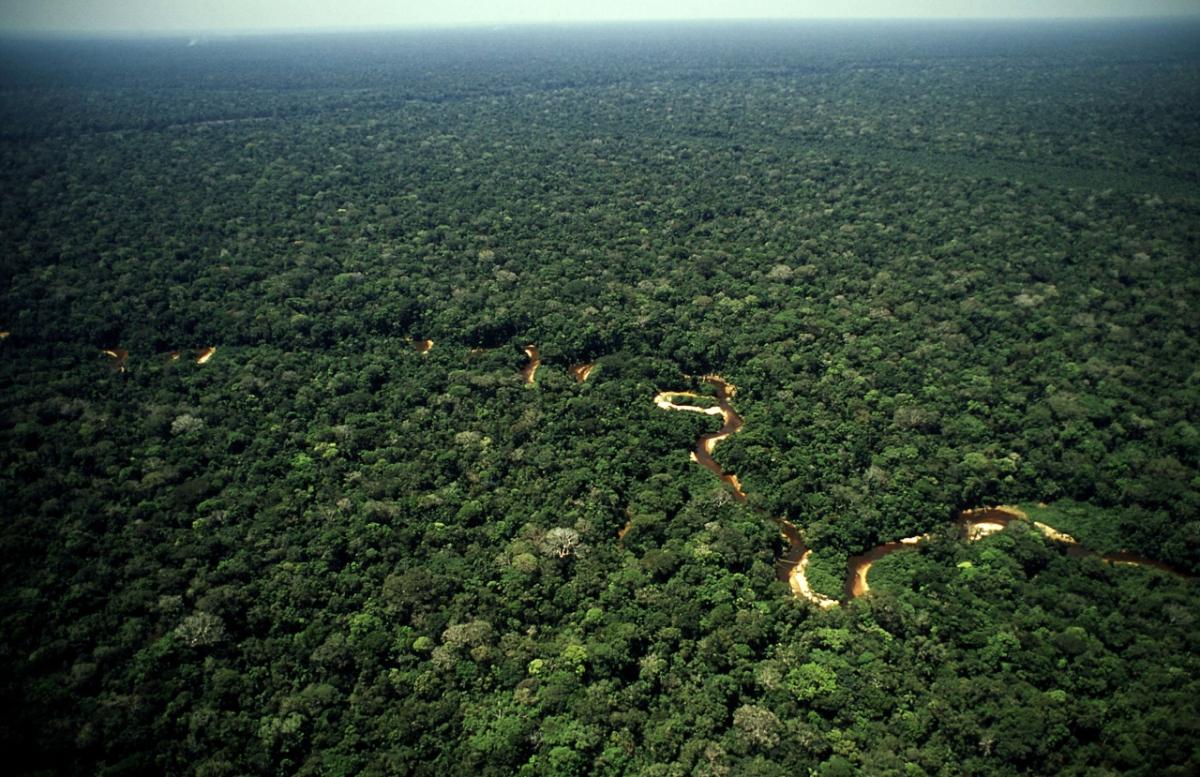 Meandering stream in rainforest