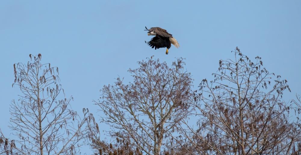  An eagle prepares to land in its nest in one of our Florida forests.