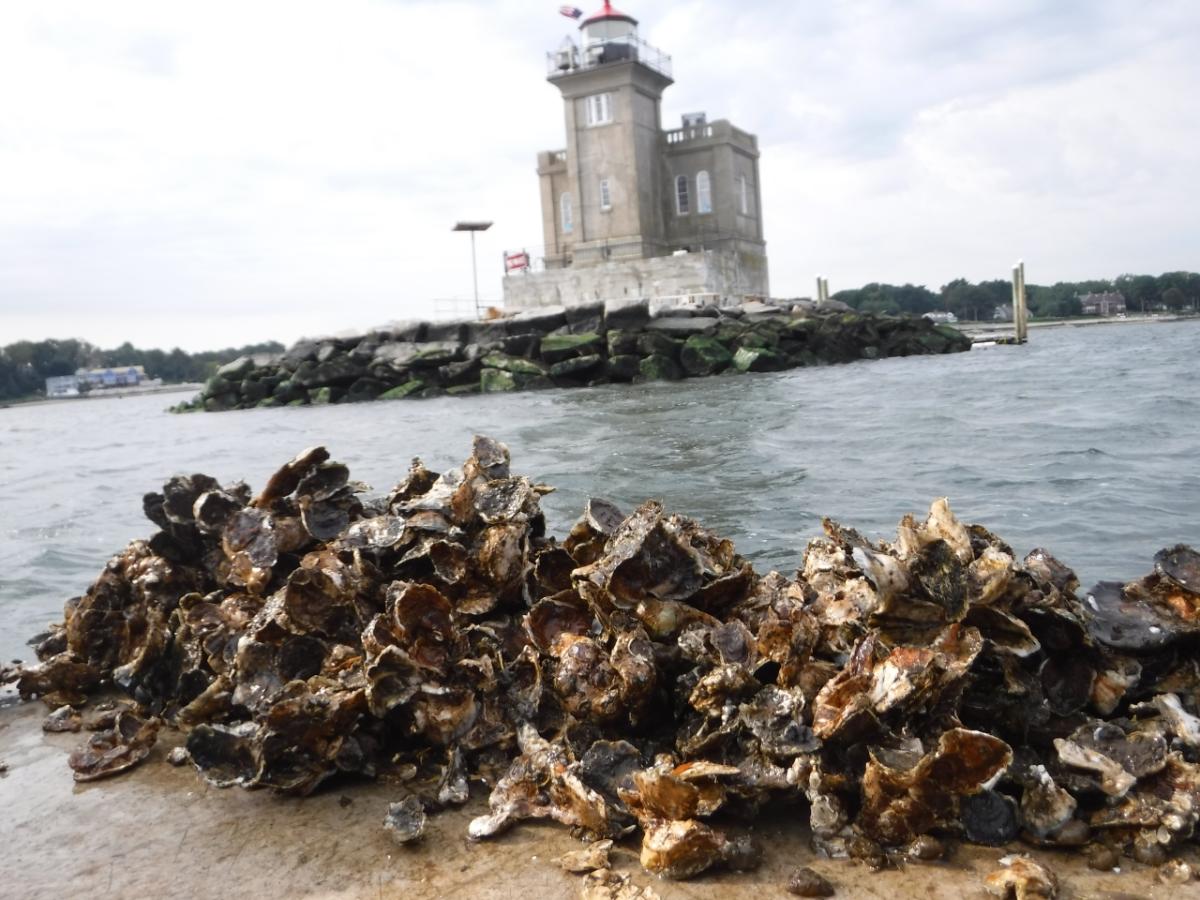 oyster shells along the seashore