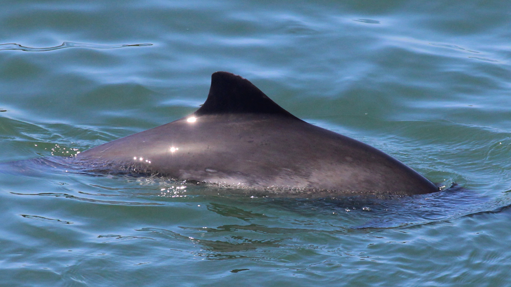 A harbor porpoise named Comet