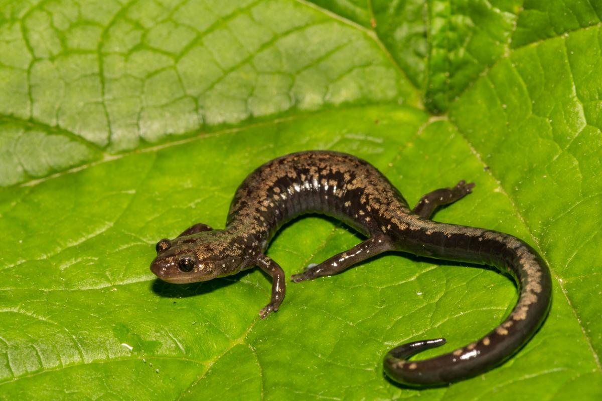 Peaks of Otter Salamander on a leaf