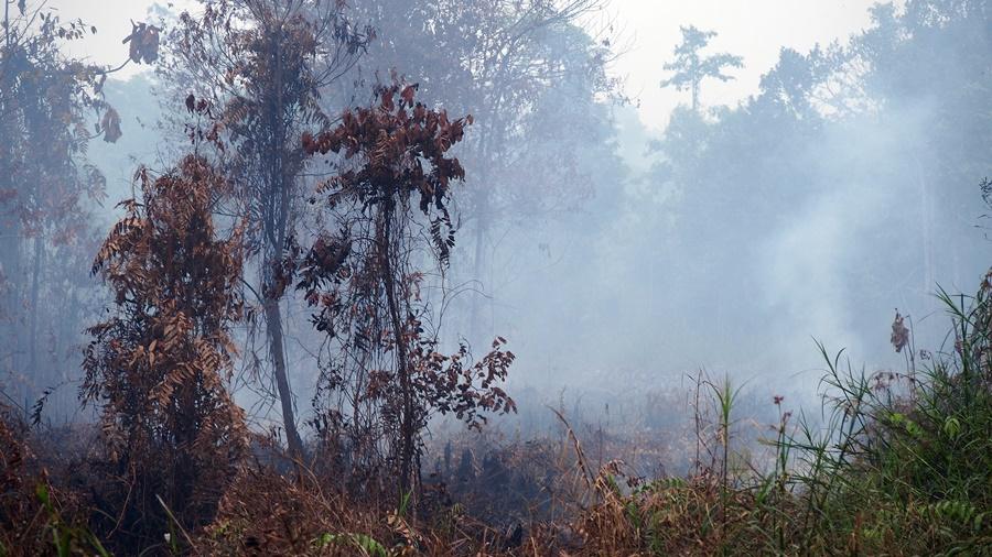 Indonesian peatlands.