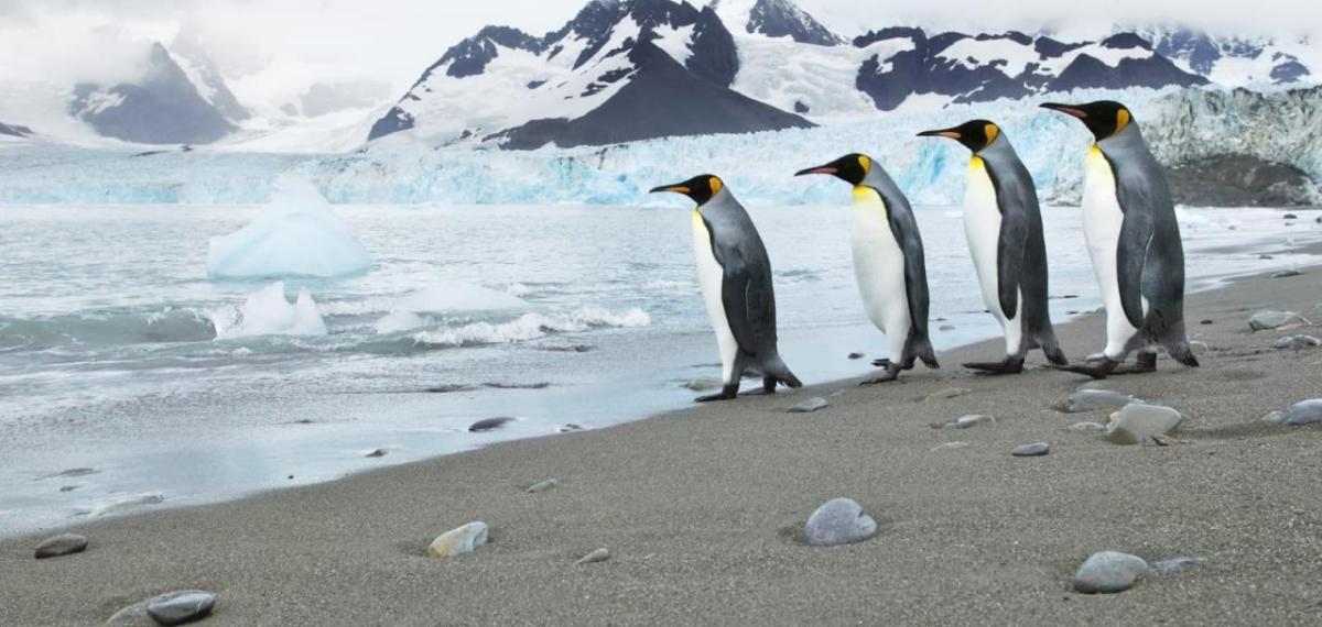Four penguins walking towards the sea 