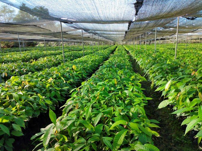 Plants growing on cocoa farm