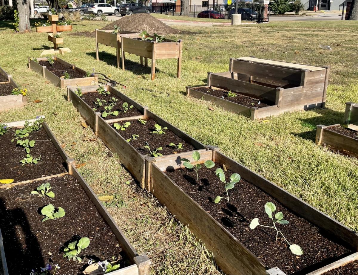 Raised garden beds with vegetables growing inside.