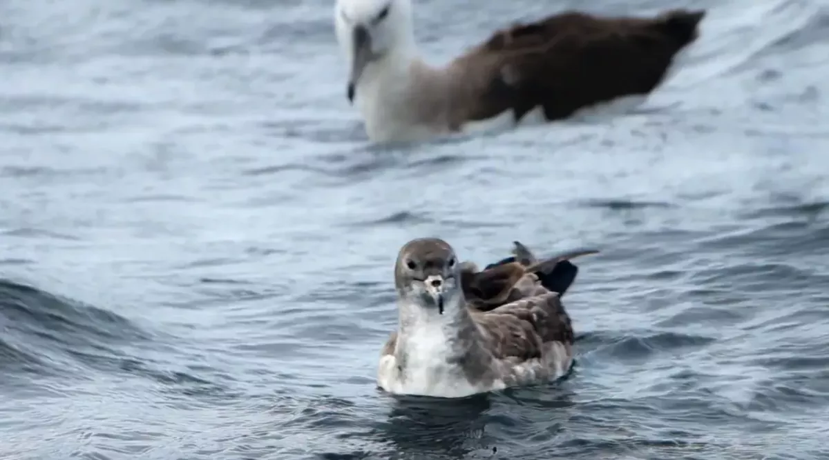 A shearwater bird in the water