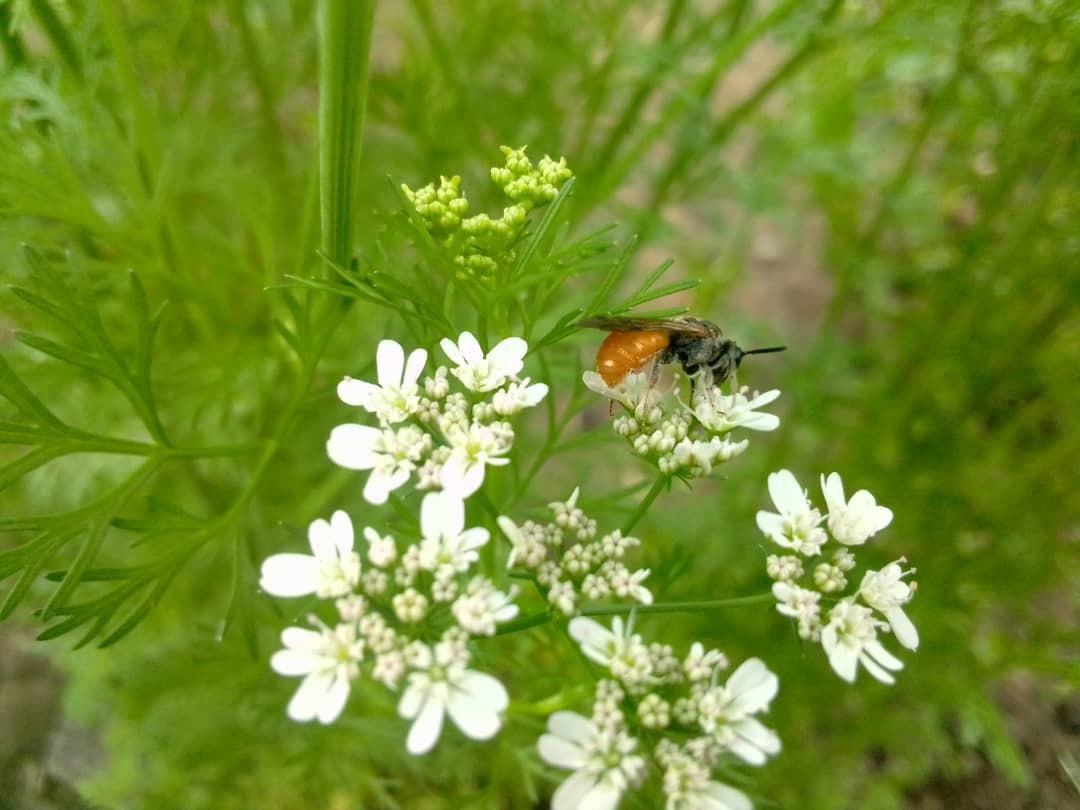 Pollinators can include native bees or other insects. 