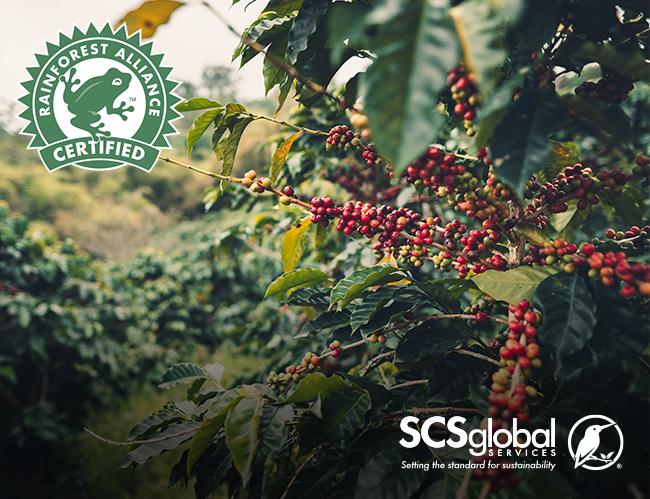 SCS is an approved CB for Rainforest Alliance certification