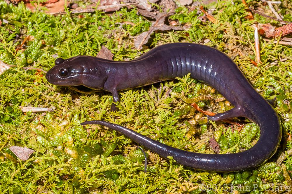 The Red Hills Salamander