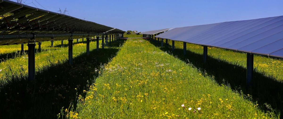 Photo Credit: National Grid Renewables A solar panel array is shown in a green field.