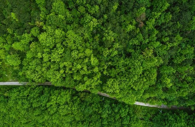 Overhead view of forest