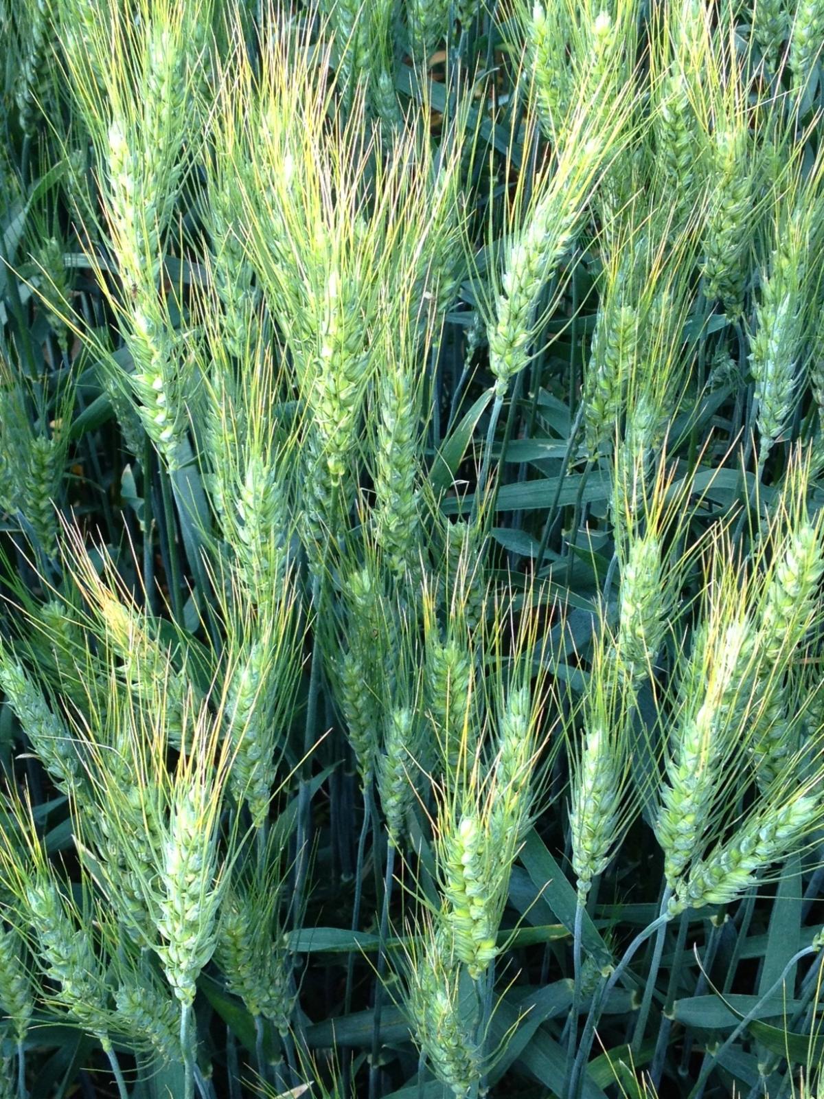 General Mills Deepens Investment in Soil Health With 735,000
