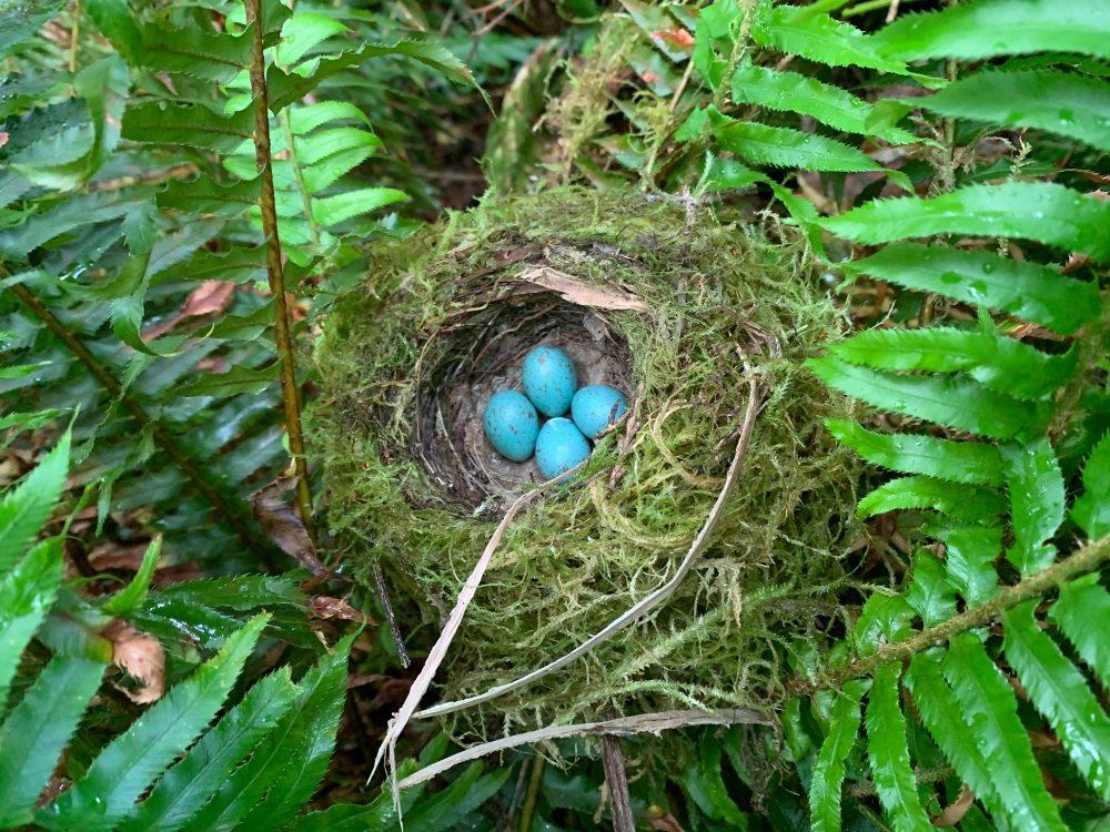 A nest with robins’ eggs awaits hatching on a Rayonier forest floor. / All photos in this article were captured in Rayonier forests