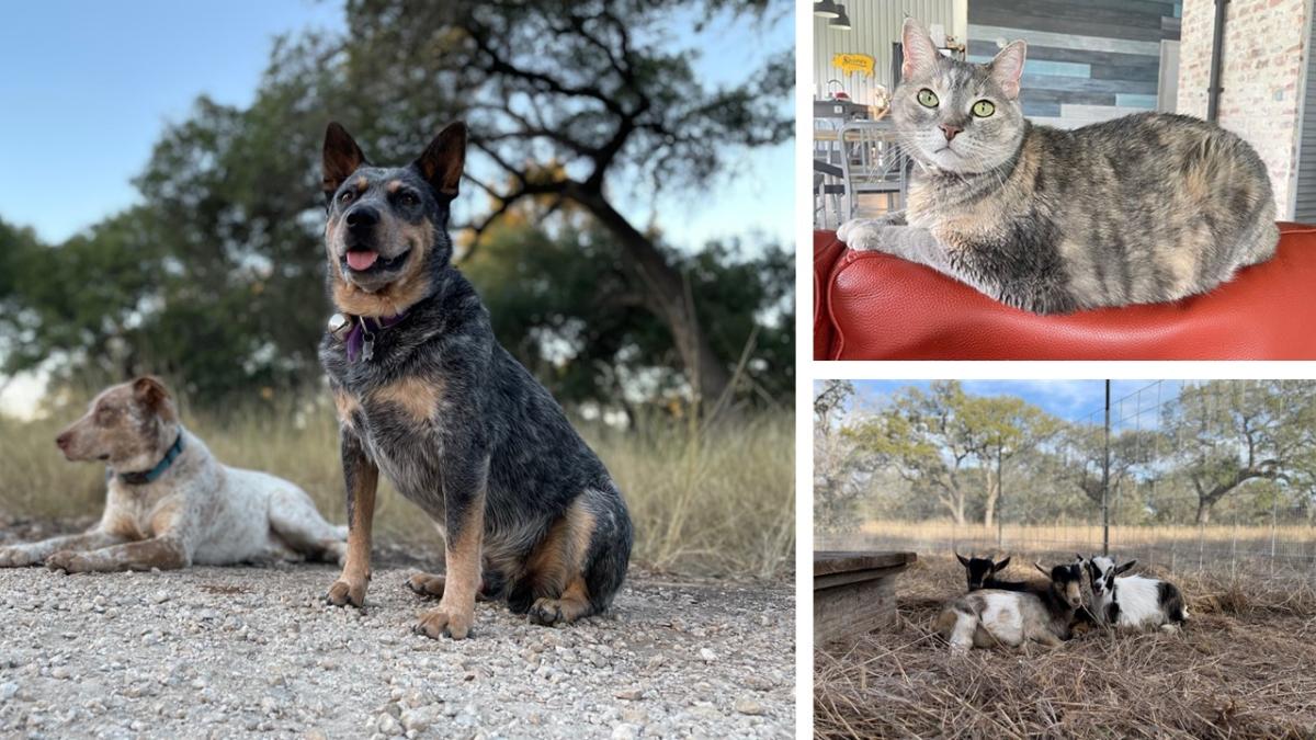 One of our dogs is an escape artist, so now we have a very tall, very secure fence around our five acres that allows our dogs and goats to have lots of room to safely roam. We are all just one big happy herd. — Rachael Unger with dogs Rocky and Dingo, goats Bubba, Pooter, Morty, and cat Sharlet.