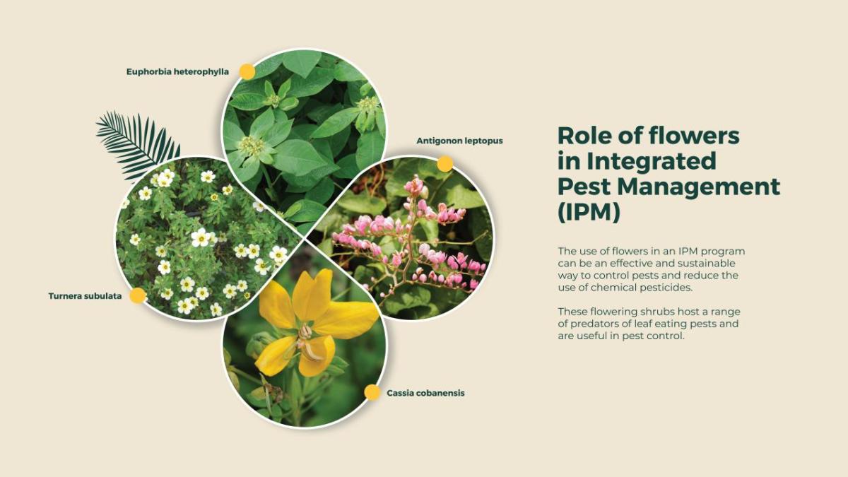 Infographic "Role of flowers in Integrated Pest Management (IPM). Four plants arranged as petals with different points of information.