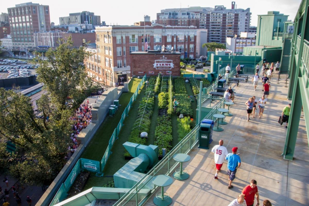 The rooftop farm maintained by Green City Growers at Fenway Park in Boston, MA.