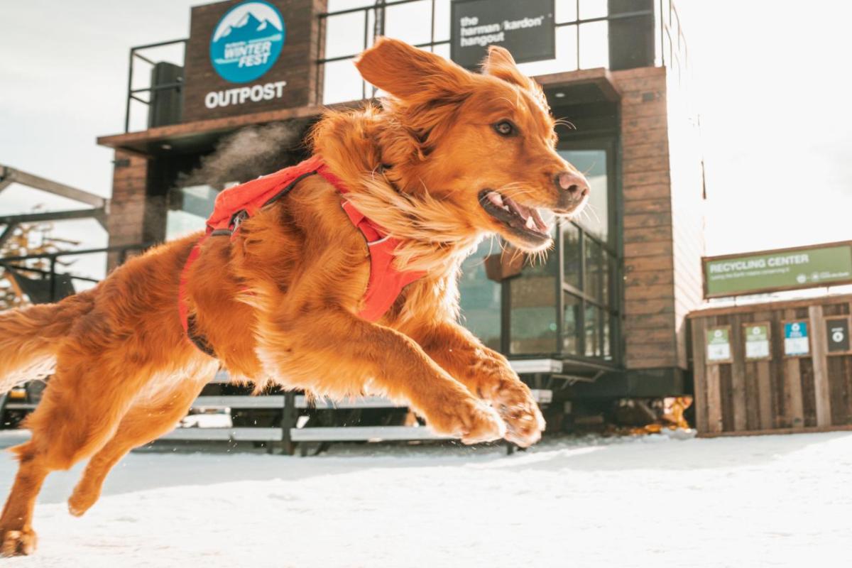 Dog jumping in snow