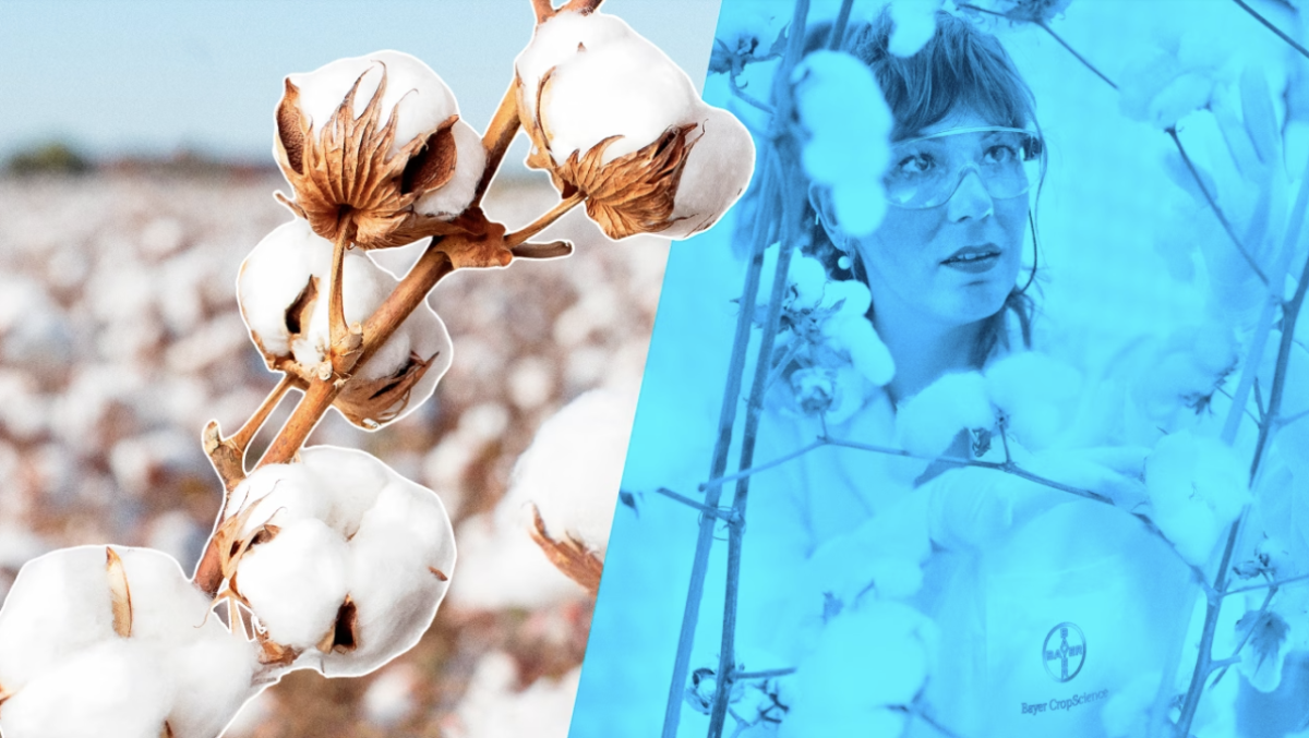 Photo of cotton plants and a Bayer crop scientist 