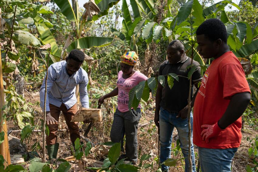 Cocoa farmers in Ghana learn about climate resilient practices. 