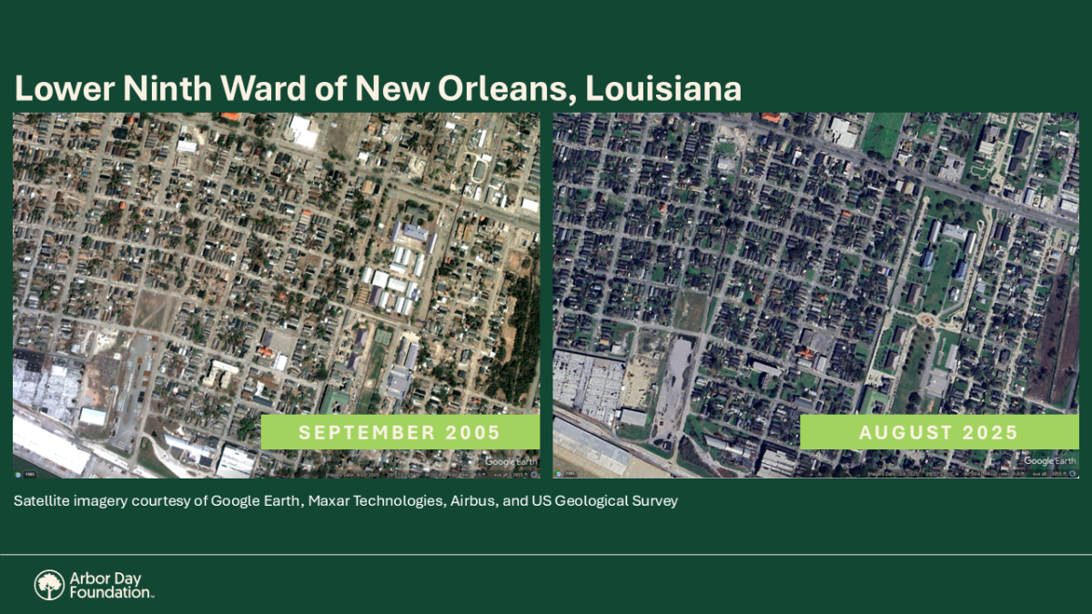 Satellite imagery compares the tree canopy of the Lower Ninth Ward of New Orleans immediately after Hurricane Katrina in 2005 (left) to now (right).
