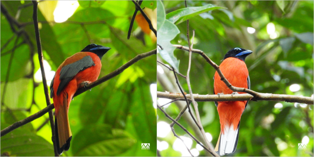 Male and female scarlet rumped Tragon