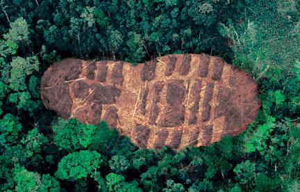 large brown footprint in a forest 