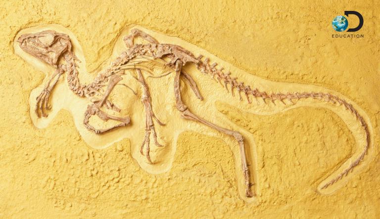 Dinosaur fossil in sand with the Discovery Education logo in the top right
