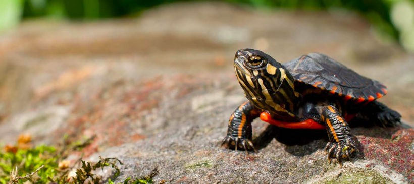 Turtle