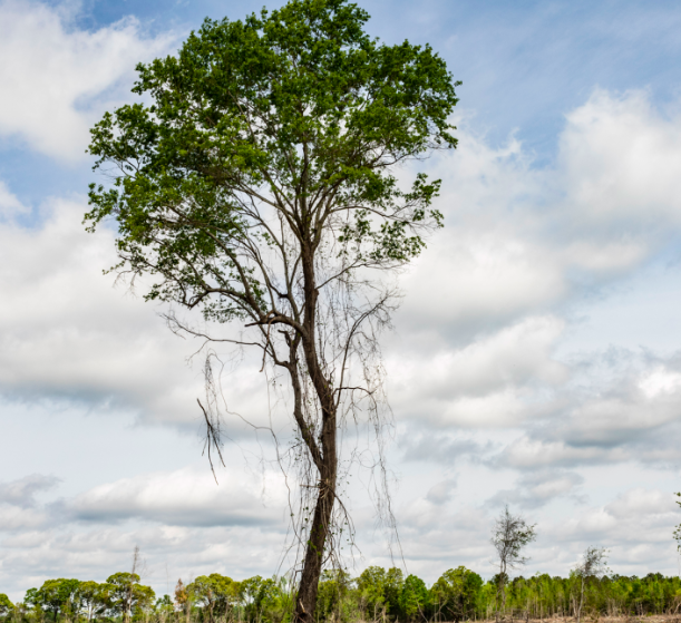 An FSC-certified plot of timberland that has been final-harvested and then replanted with new trees in Little River County, Arkansas, USA. The land is owned by Stacey Locke, a sustainable tree farmer working in conjunction with Domtar mill. The tall tree standing in the centre of the frame is a Water Oak. PHOTOGRAPH BY ANASTASIA TAYLOR-LIND