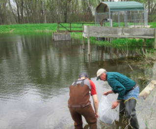 A volunteer and an MDNR official release walleye fry into the Muskegon River Walleye Pond. About 300,000 more walleye will be available annually for anglers thanks to upgrades there funded by Consumers Energy.